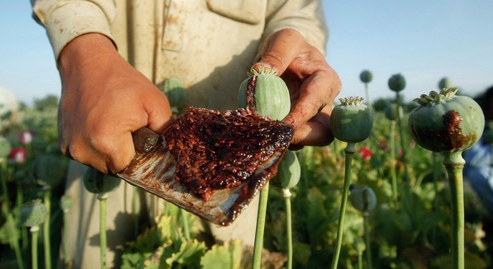 Сбор опиума на нелегальных плантациях мака